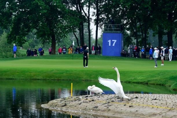 A swan is seen near hole 17 during Day Two of The Porsche European Open at Green Eagle Golf Course on June 6, 2021 in Hamburg, Germany.