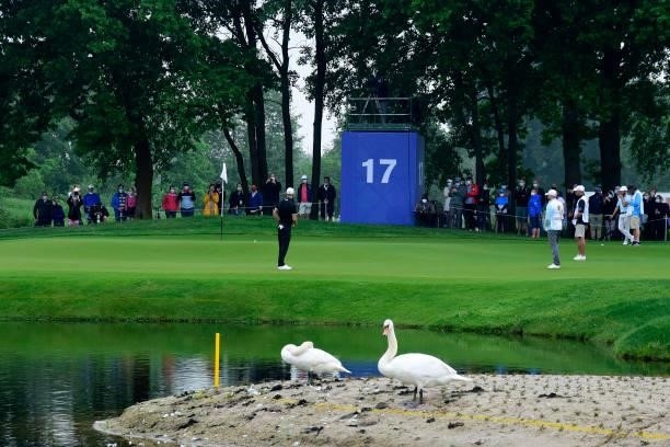 A swan is seen near hole 17 during Day Two of The Porsche European Open at Green Eagle Golf Course on June 6, 2021 in Hamburg, Germany.