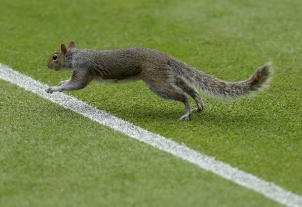 Squirrel runs on court during day 6 of the Viking International Eastbourne at Devonshire Park on June 24, 2021 in Eastbourne, England.