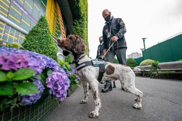 Security staff with a sniffer dog patrol the grounds on the second day of the 2021 Wimbledon Championships at The All England Tennis Club in...