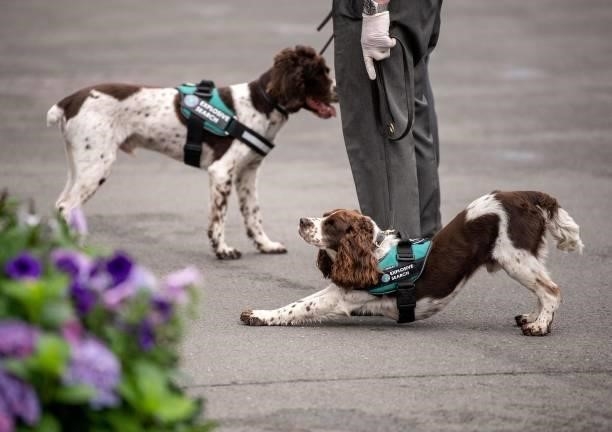 Security search dogs are pictured on the sixth day of the 2021 Wimbledon Championships at The All England Tennis Club in Wimbledon, southwest London,...