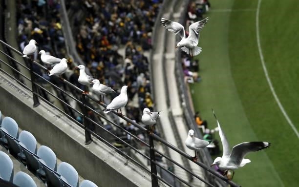 Seagulls are seen during the 2021 AFL Round 16 match between the Hawthorn Hawks and the Port Adelaide Power at Marvel Stadium on July 3, 2021 in...