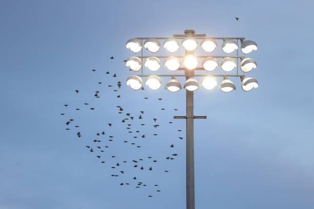 General view of the floodlights and roosting birds during the Pre-season friendly between Northampton Town and West Ham United at Sixfields on July...