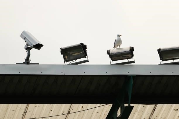 Seagull on the floodlights at Easter Road during the Pre-Season Friendly between Hibernian and Arsenal at Easter Road on July 13, 2021 in Edinburgh,...