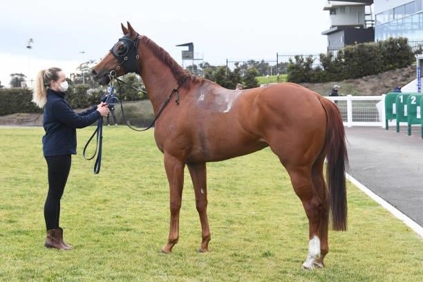 Out To Win after winning the Geelong Print Solutions BM64 Handicap, at Geelong Racecourse on July 16, 2021 in Geelong, Australia.