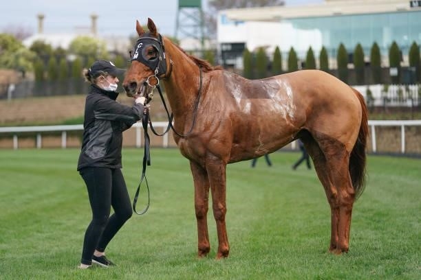 Smokin' Romans after winning the Dominant Travis Harrison Cup at Moonee Valley Racecourse on July 31, 2021 in Moonee Ponds, Australia.