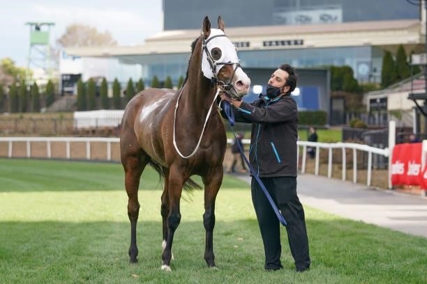M Thunderstruck after winning the Dominant Cleaning Solutions Handicap at Moonee Valley Racecourse on July 31, 2021 in Moonee Ponds, Australia.
