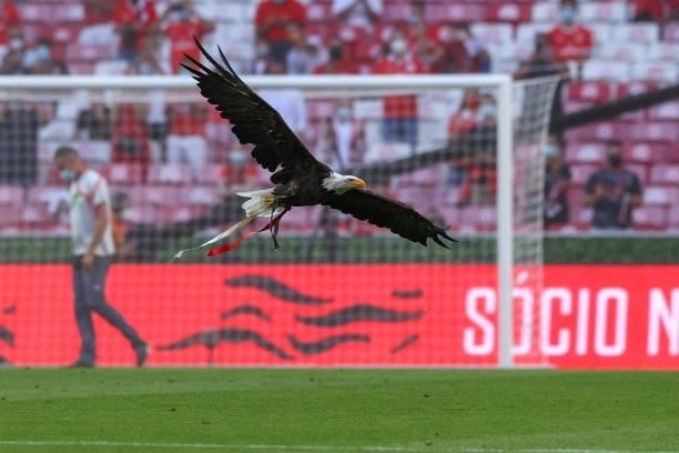 Vitoria eagle SL Benfica mascot before the UEFA Champions League Third Qualifying Round Leg One match between SL Benfica and Spartak Moskva at on...