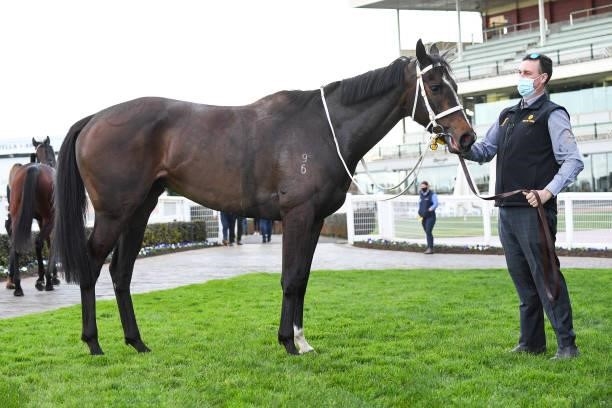 Sierra Sue after winning the P.B. Lawrence Stakes at Caulfield Racecourse on August 14, 2021 in Caulfield, Australia.