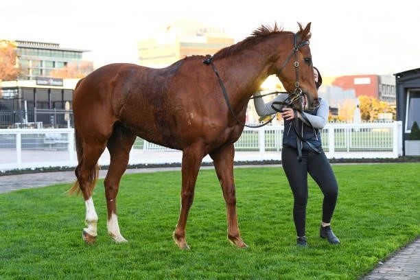 Pintoff after winning the Evergreen Turf Regal Roller Stakes at Caulfield Racecourse on August 14, 2021 in Caulfield, Australia.