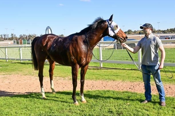 Yulong Captain after winning the Pooles Accountants BM70 Handicap - Murray Mallee Stayers Series Heat 4 at Swan Hill Racecourse on August 22, 2021 in...