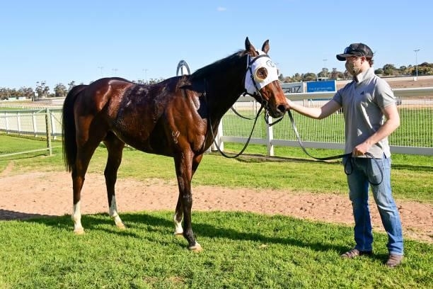 Yulong Captain after winning the Pooles Accountants BM70 Handicap - Murray Mallee Stayers Series Heat 4 at Swan Hill Racecourse on August 22, 2021 in...