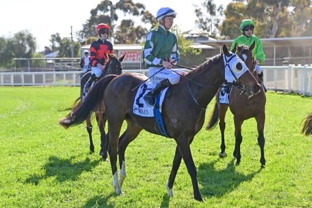 Yulong Captain ridden by Damien Thornton returns to the mounting yard after winning the Pooles Accountants BM70 Handicap - Murray Mallee Stayers...