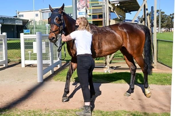 Rossman after winning the Hygain BM70 Handicap - Murray Mallee Sprint Series Heat 4 at Swan Hill Racecourse on August 22, 2021 in Swan Hill,...