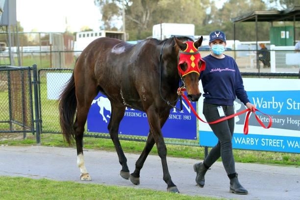 Full Ahead in the mounting yard after winning the Your Everyday Gourmet 0 - 58 Handicap at Wangaratta Racecourse on August 21, 2021 in Wangaratta,...
