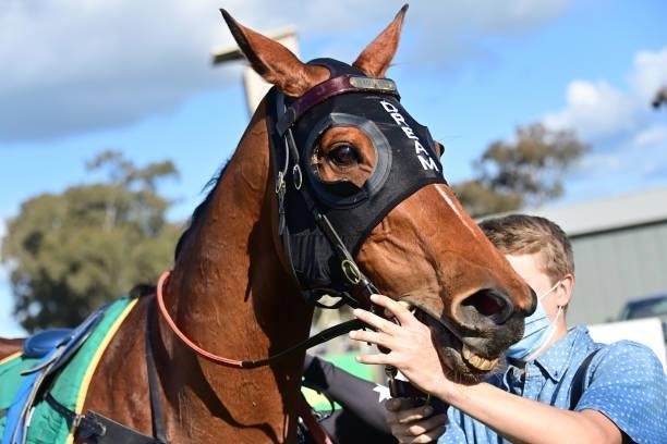 Be Amazing after winning the RMBL Investments Rising Stars F&M BM64 Handicap at Echuca Racecourse on August 26, 2021 in Echuca, Australia.