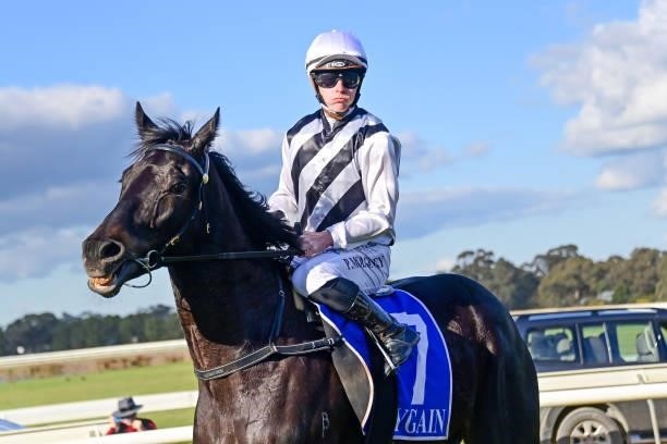 Curly Burgin ridden by Patrick Moloney returns to the mounting yard after winning the Hygain BM58 Handicap at Echuca Racecourse on August 26, 2021 in...
