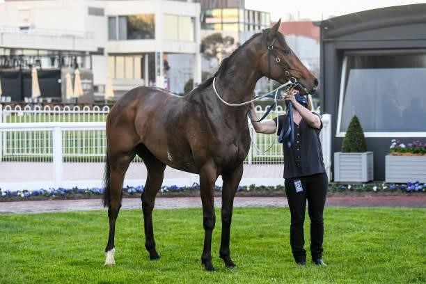 Ayrton after winning the Neds Filter Form Handicap at Caulfield Racecourse on August 28, 2021 in Caulfield, Australia.