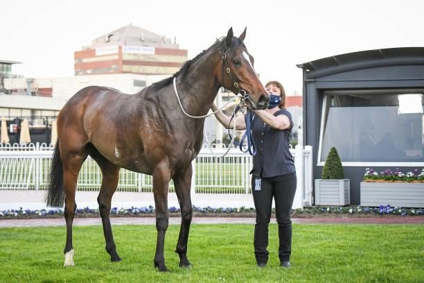 Ayrton after winning the Neds Filter Form Handicap , at Caulfield Racecourse on August 28, 2021 in Caulfield, Australia.