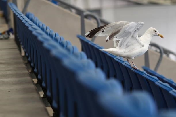 Seagull lands on the empty seats at the Amex Stadium during the Premier League match between Brighton & Hove Albion and Everton at American Express...