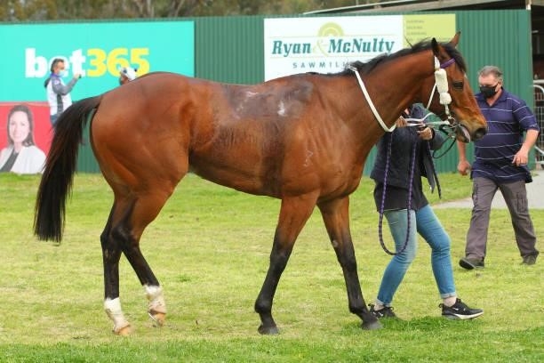 Polly's Deficit in the mounting yard after winning the bet365 BM58 Handicap at Benalla Racecourse on August 30, 2021 in Benalla, Australia.