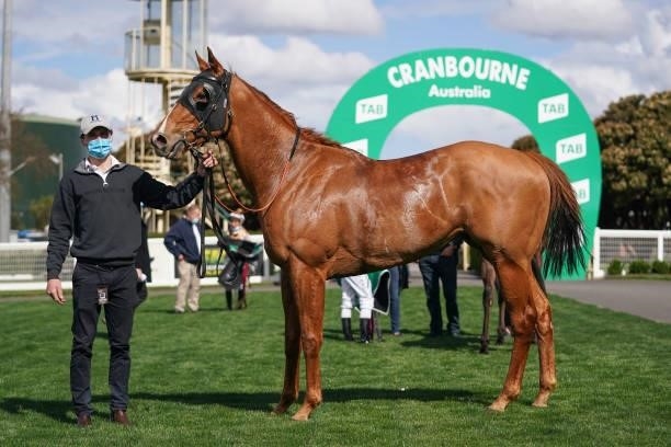 Indictment after winning the AFC - Peter & Lavella Darose 4YO+ Maiden Plate at Cranbourne Racecourse on September 12, 2021 in Cranbourne, Australia.