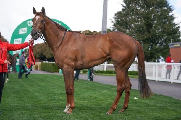 Cuban Link after winning the Skye Excavations Maiden Plate at Cranbourne Racecourse on September 12, 2021 in Cranbourne, Australia.