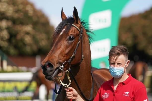 Prowling after winning the Allied Security Super Vobis Three-Years-Old Maiden Plate at Cranbourne Racecourse on September 12, 2021 in Cranbourne,...