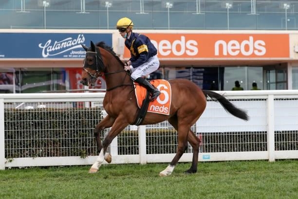 Buffalo River ridden by Patrick Moloney on the way to the barriers prior to the running of the Neds Sir Rupert Clarke Stakes at Caulfield Racecourse...