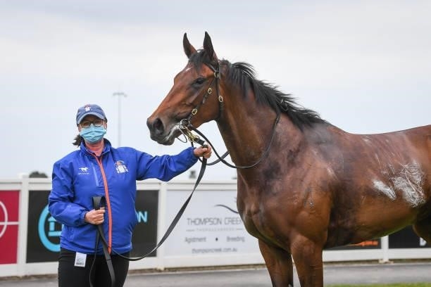Star Of Chaos after winning the DMB Contracting Class 1 Handicap, at Geelong Racecourse on September 29, 2021 in Geelong, Australia.