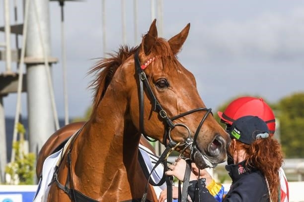 Hickok after winning the Hygain Winners Choice BM70 Handicap at Sportsbet-Ballarat Racecourse on October 10, 2021 in Ballarat, Australia.