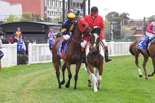 Tofane ridden by Craig Williams on the way to the barriers prior to the running of the Hyland Race Colours Toorak Handicap at Caulfield Racecourse on...