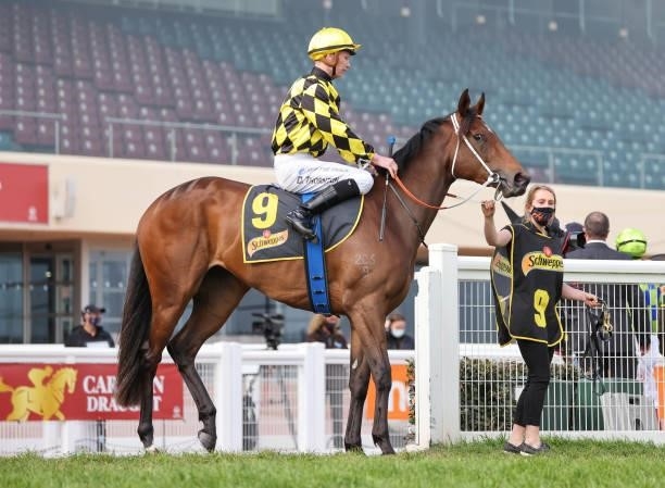 Yearning ridden by Damien Thornton on the way to the barriers prior to the running of the Schweppes Thousand Guineas at Caulfield Racecourse on...