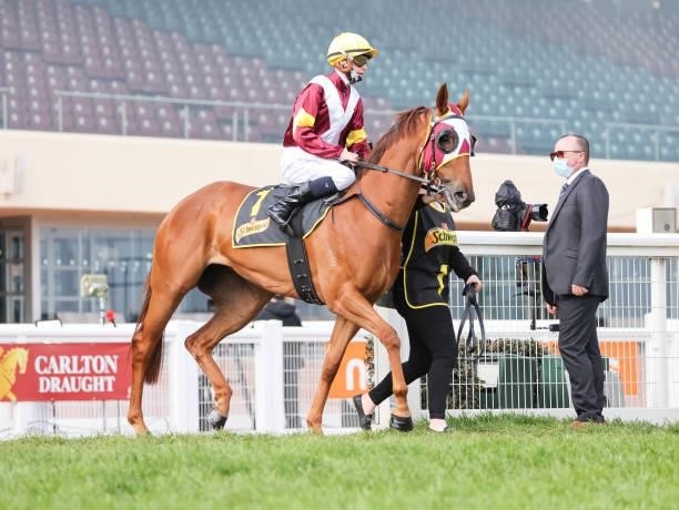 Swift Witness ridden by Michael Dee on the way to the barriers prior to the running of the Schweppes Thousand Guineas at Caulfield Racecourse on...