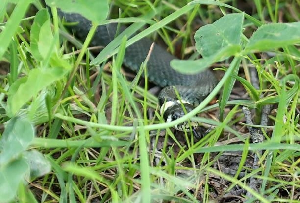 Grass snake is pictured ahead of the Scandinavian Mixed Hosted by Henrik and Annika at Vallda Golf & Country Club on June 09, 2021 in Gothenburg,...