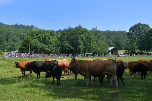 The Peloton passing through a field with cows during the 45th La Route d'Occitanie - La Depeche Du Midi 2021, Stage 2 a 198,7km stage from...
