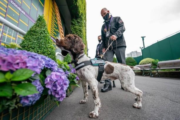 Search dogs and members of Security staff on the Northern Concourse in the early morning during Day Two of The Championships - Wimbledon 2021 at All...