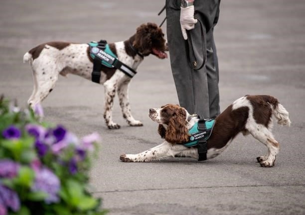 Security search dogs are seen during Day Six of The Championships - Wimbledon 2021 at All England Lawn Tennis and Croquet Club on July 03, 2021 in...