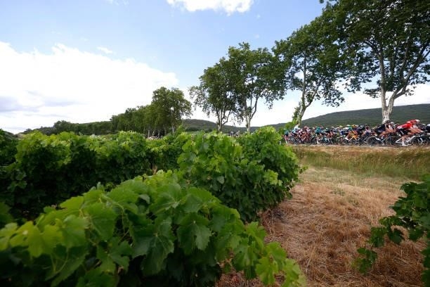The peloton passing through vineyard landscape during the 108th Tour de France 2021, Stage 12 a 159,4km stage from Saint-Paul-Trois-Chateaux to Nimes...