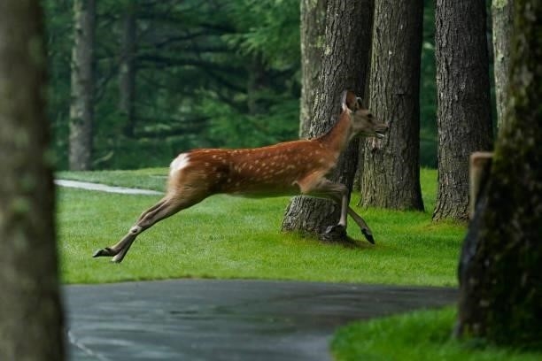 Deer is seen on the 3rd hole during the final round of the Nipponham Ladies Classic at Katsura Golf Club on July 11, 2021 in Tomakomai, Hokkaido,...
