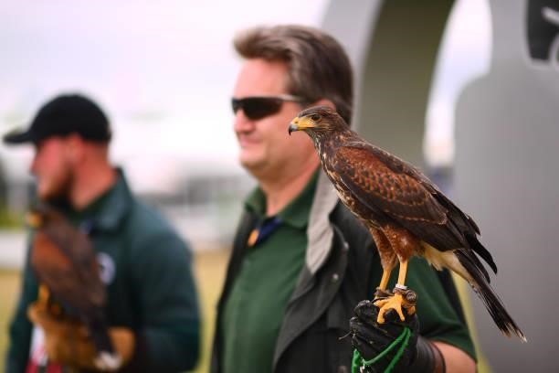 Bird of prey is seen during Day One of The 149th Open at Royal St George’s Golf Club on July 15, 2021 in Sandwich, England.