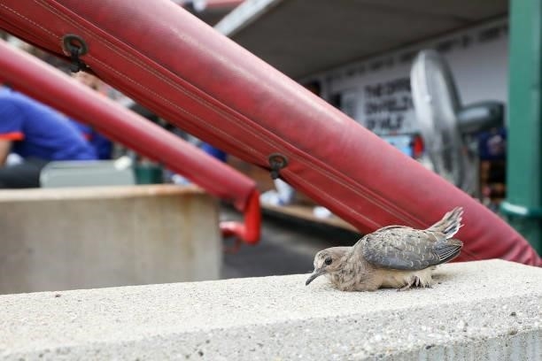 Dove sits in the photo well during the game between the New York Mets and Cincinnati Reds at Great American Ball Park on July 19, 2021 in Cincinnati,...