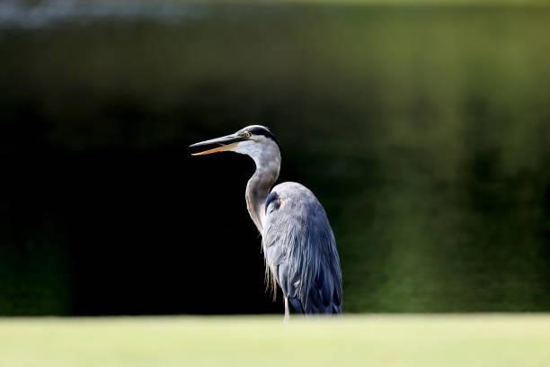 Great blue heron is seen on the ninth hole during the first round of the World Golf Championship-FedEx St Jude Invitational at TPC Southwind on...