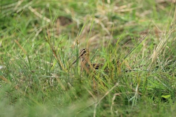 Common Snipe in the long grass beside the water hazard on the 10th hole during the final round of the Trust Golf Women's Scottish Open at Dumbarnie...