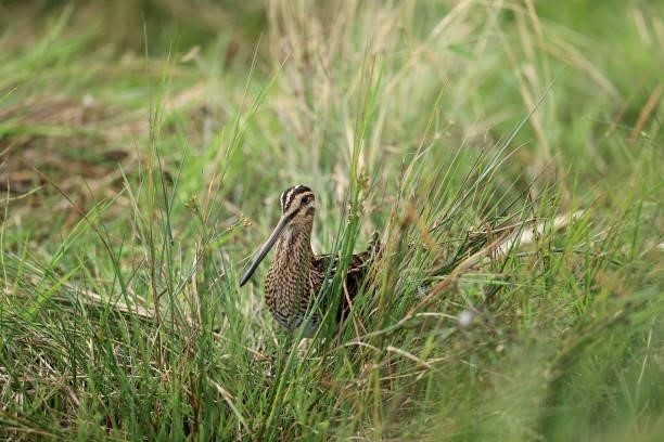 Common Snipe in the long grass beside the water hazard on the 10th hole during the final round of the Trust Golf Women's Scottish Open at Dumbarnie...
