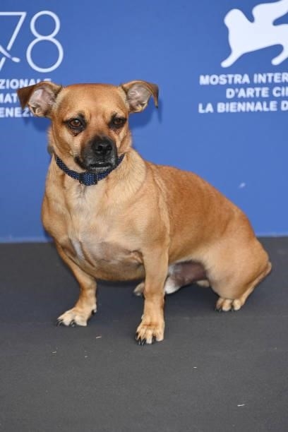Director Ana Lily Amirpour's dog attend the photocall of "Mona Lisa And The Blood Moon