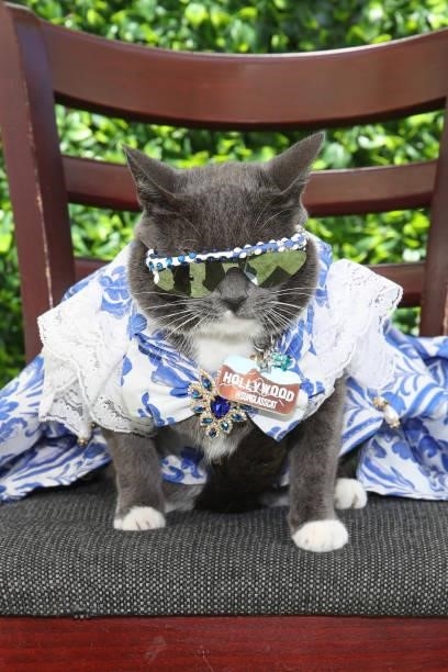 Sunglass Cat attends the 15th Annual ECOLUXE "Endless Summer