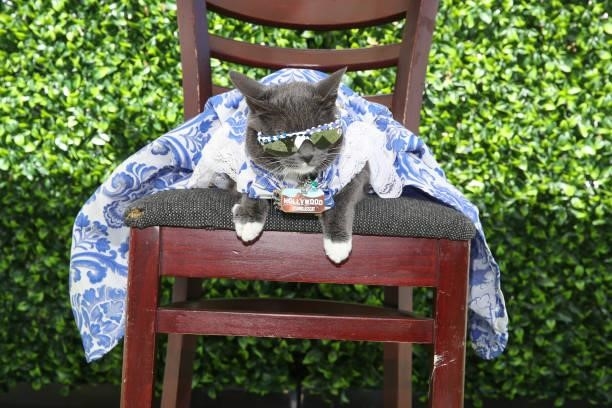 Sunglass Cat attends the 15th Annual ECOLUXE "Endless Summer