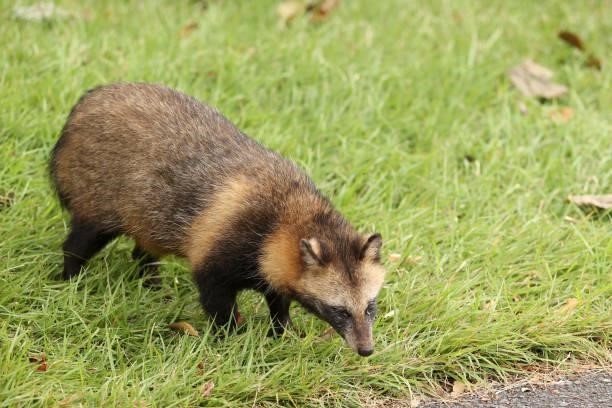 Japanese raccoon is seen during the second round of the Miyagi TV Cup Dunlop Ladies Open at Rifu Golf Club on September 25, 2021 in Rifu, Miyagi,...