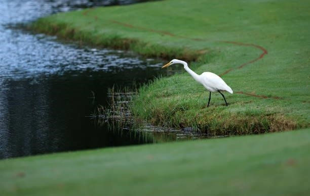 An Egret is seen on the course during round two of the Sanderson Farms Championship at Country Club of Jackson on October 01, 2021 in Jackson,...
